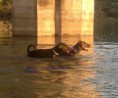 /album/fotogaleria/ybochara-y-f-fara-de-boramorena-jpg/